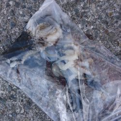 結局いつものやつら